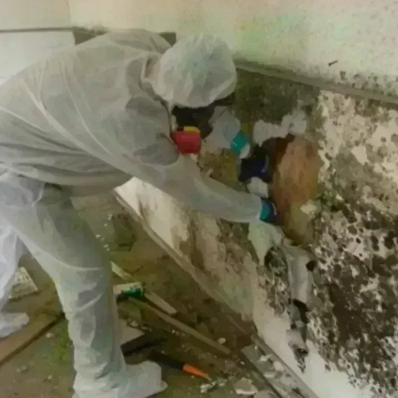 Mold Remediation and Removal in Ashburn, GA